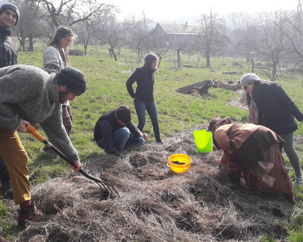 IPC 2019 - Introduction to permaculture in English - planting potatoes in hey from last 3 years of cutting