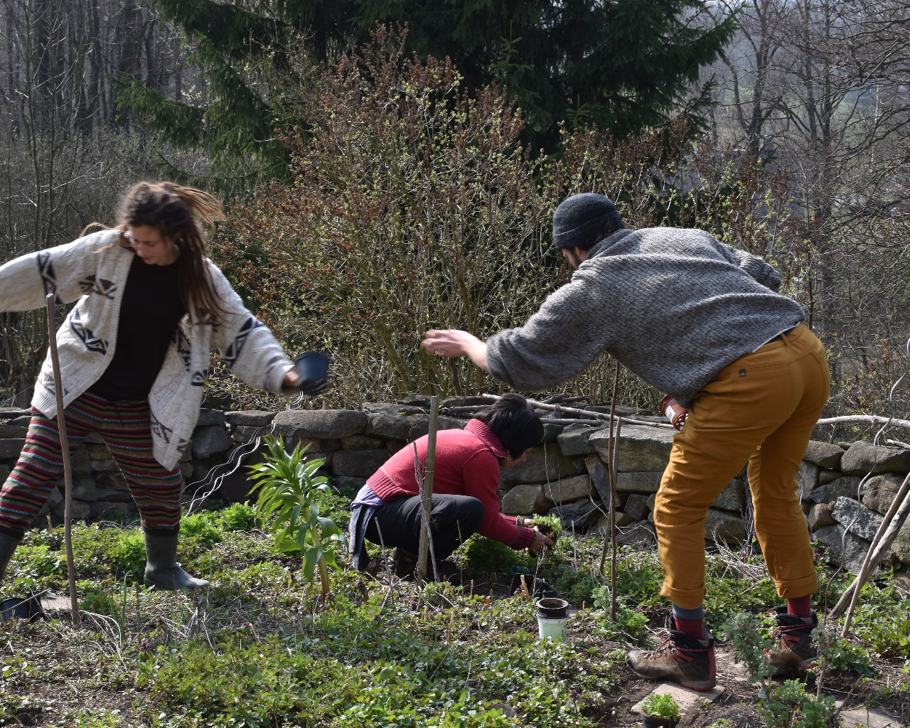 IPC 2019 - Introduction to permaculture in English - harvesting wild greens and practicing balance yoga at the same time in the kitchen garden